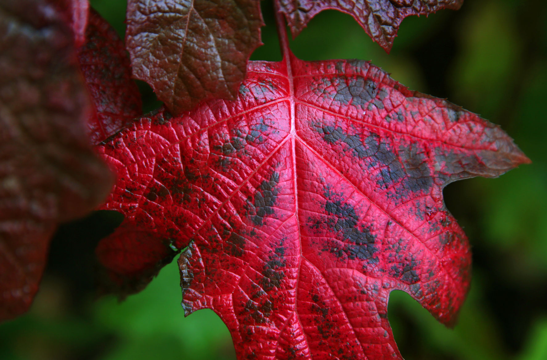 Colors of fall